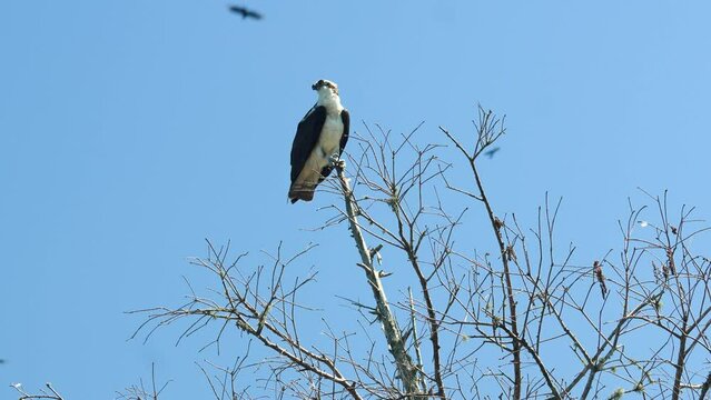 American osprey sea hawk on tree branch, calling and spreading wings, flying away 4k