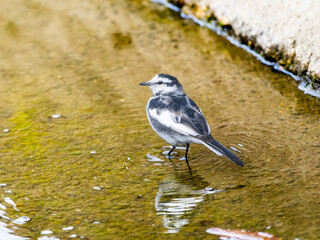 水辺のハクセキレイ