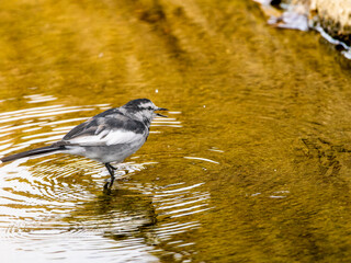 水辺のハクセキレイ