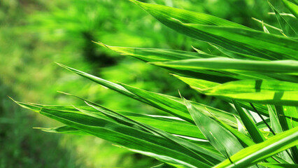 Green foliage in sunlight