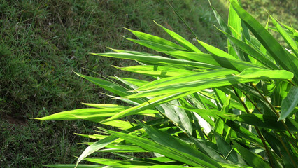 Obraz premium Green foliage in sunlight