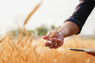 businessman with laptop in hand working in wheat field 