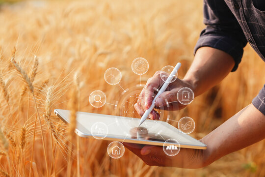 businessman with laptop in hand working in wheat field 
