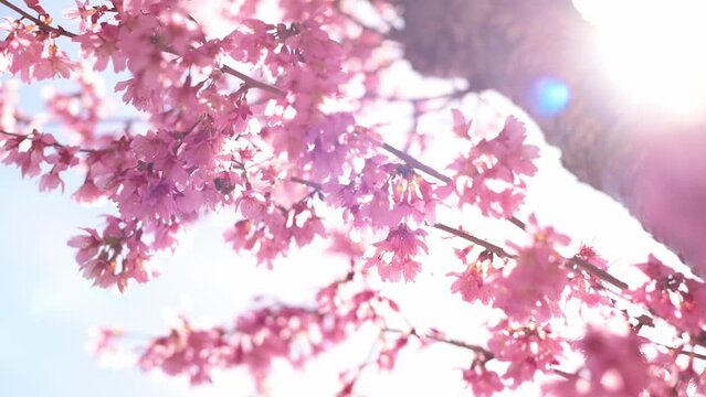 pink blossoms on trees come to life. Bees dance amid the floral spectacle, adding a touch of whimsy to the scene. Let the radiant sunlight weave a tapestry of color and warmth, encapsulating