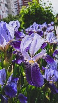 Violet iris flowers in spring garden close up vertical photo