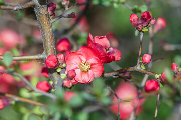  Flowering Quince announces the beginning of spring. Chaenomeles x superba Nicoline, Flowering Quince, Ornamental Quince, Chaenomeles speciosa