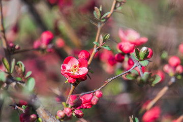  Flowering Quince announces the beginning of spring. Chaenomeles x superba Nicoline, Flowering...