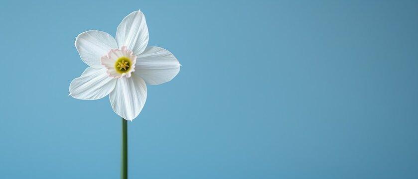   A white daffodil with a yellow center on a long stem stands out against a light blue sky in a stunning image