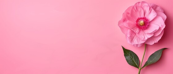   Pink flower on pink background with green leaf and space for text/image