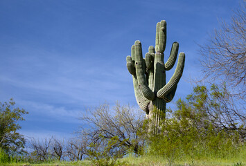 Saguaro cactus in the Salt River Canyon area near Scottsdale Mesa Phoenix Arizona United States