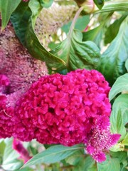 photo of beautiful red celosia flowers