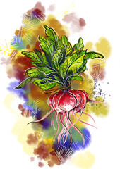 Hand drawn sketch watercolor illustration of bunch, radish, leaf. Elements in style label, sticker, menu, package.