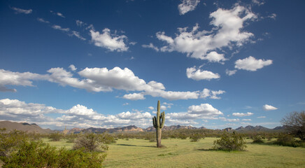 Saguaro cactus under cumulus clouds in the Salt River Canyon desert area near Scottsdale Arizona United States