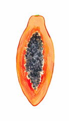 Cut papaya fruit slice. Watercolor hand drawn stock illustration. Clip art.