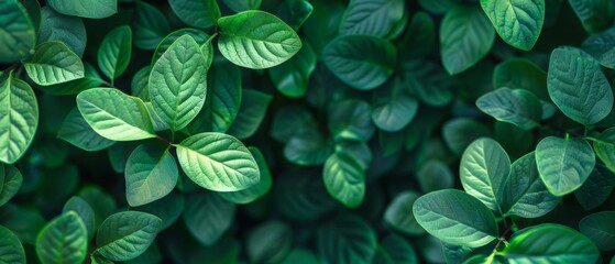   A close-up of a lush green plant with abundant leaves on both its upper and lower surfaces - obrazy, fototapety, plakaty