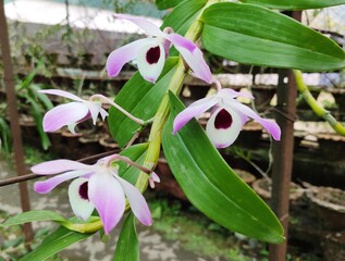 Dendrobium nobile, commonly known as the noble dendrobium, is a member of the family Orchidaceae. It has become a popular cultivated decorative house plant as it produces colourful blooms. 
