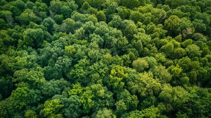 From a birds eye view in the seventh picture the forest appears patchy and sp with large areas completely devoid of any plant life as a result of pests feeding on and destroying