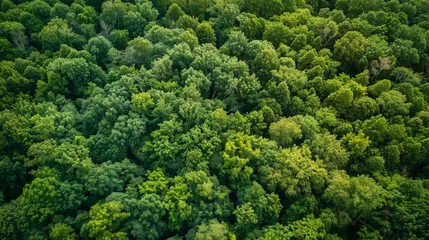 Zelfklevend Fotobehang From a birds eye view in the seventh picture the forest appears patchy and sp with large areas completely devoid of any plant life as a result of pests feeding on and destroying © Justlight