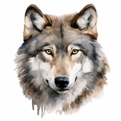 Fototapeta premium Wolf head clipart, watercolor illustration clipart, 1500s, isolated on white background , low texture