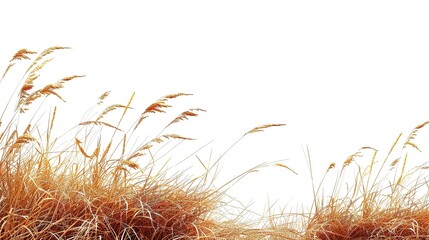 brown grass on white background  ,Generative ai, 