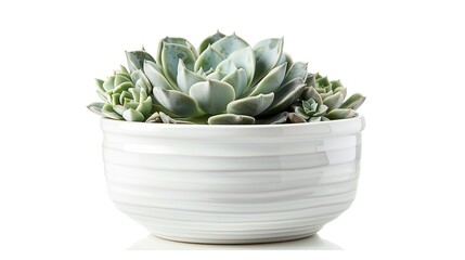 Ceramic white flower pot with Echeveria succulents isolated  ,Generative ai, 