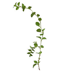 Set of grape branches or three-leaved wild vine (Cissus spp.), a jungle vine hanging ivy plant bush foliage, isolated on a white background with a clipping path. - obrazy, fototapety, plakaty