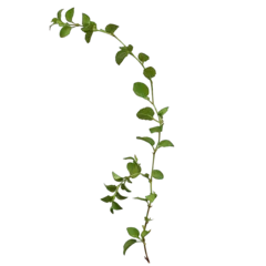 Foto op Canvas Set of grape branches or three-leaved wild vine (Cissus spp.), a jungle vine hanging ivy plant bush foliage, isolated on a white background with a clipping path. © FIAZ