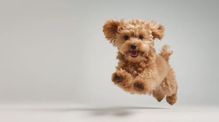 Delighted Poodle Mix Puppy Caught in Jump
