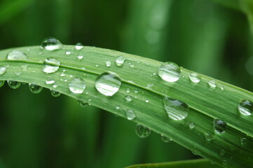 Macro photo of dewdrops on grass leaves