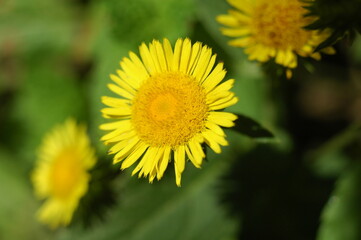 Macro photography of flowers