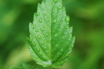 Macro photo of mint leaves covered with dewdrops
