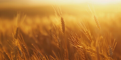 The golden hour casts a warm light over delicate wheat ears, capturing the details and textures of the crop - obrazy, fototapety, plakaty
