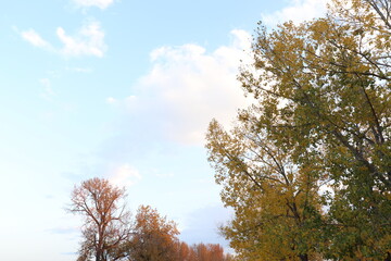 Trees and bright sky during autumn season