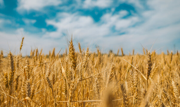 A stack of freshly harvested wheat, Ripe ears of wheat against the sky. harvesting bread in an agricultural, Barley wheat field in golden glow and cloud blue sky,Golden  of ripe wheat Generative ai