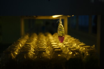 Close-up photo of growing experiments in plant laboratory