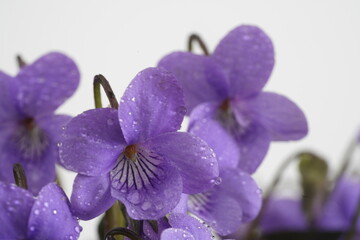紫色の花びらの黒葉スミレが咲いています