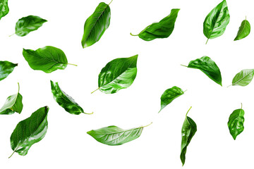 Floating green leaves isolated on a transparent background