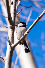 Chickadee 