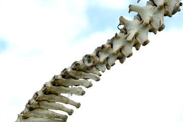 spine of dog shot with shotgun