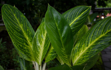 Aglaonema Brilliant, green dieffenbachia leaves in the garden. Natural wallpaper