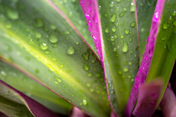 Close up of Tradescantia spathacea Swartz plant, Boat-lily or Oyster Lily in the garden with water splash