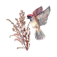 Watercolor bird sparrow and bouquet with willow and wild flower wormwood isolated on white background. Hand-drawn brown branch herb. Botanical illustration for wallpaper florist. Nature clipart - obrazy, fototapety, plakaty