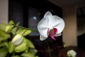 White Moth orchids (Phalaenopsis amabilis), commonly known as the moon orchid
