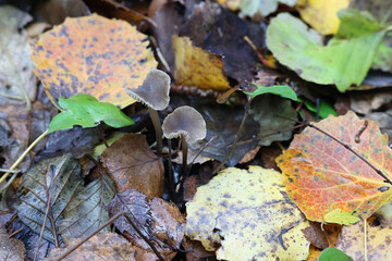 Entoloma juncinum, a pinkgill mushroom from Finland, no common English name