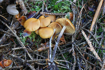 Funeral bell, Galerina marginata,  also known as deadly skullcap or deadly Galerina, poisonous mushroom from Finland