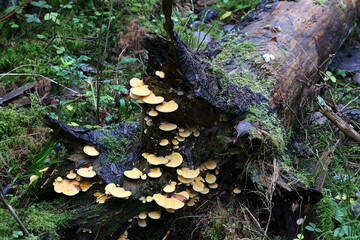 Mock oyster, Phyllotopsis nidulans, also known as orange oyster, wild mushroom from Finland