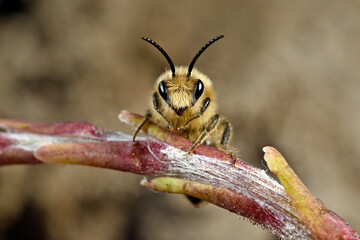 Wildbiene: Frühlings-Seidenbiene (Colletes cunicularius) auf Huflattich // spring mining bee on Coltsfoot  