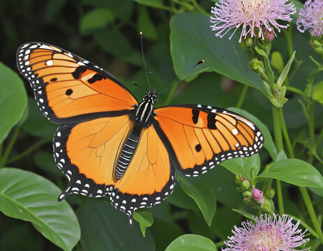 Butterflies (Rhopalocera) are lepidopteran insects that have large, often brightly coloured wings, and a conspicuous, fluttering flight colorful background
