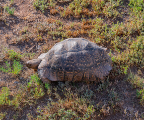 Leopardenschildkröte in der Wildnis und Savannenlandschaft von Afrika