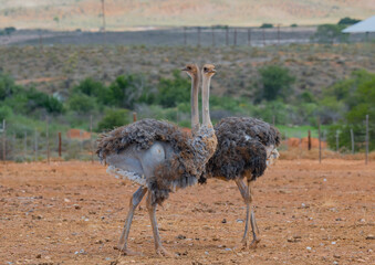 Große Straußenfarm in der Nähe von Oudtshoorn Südafrika